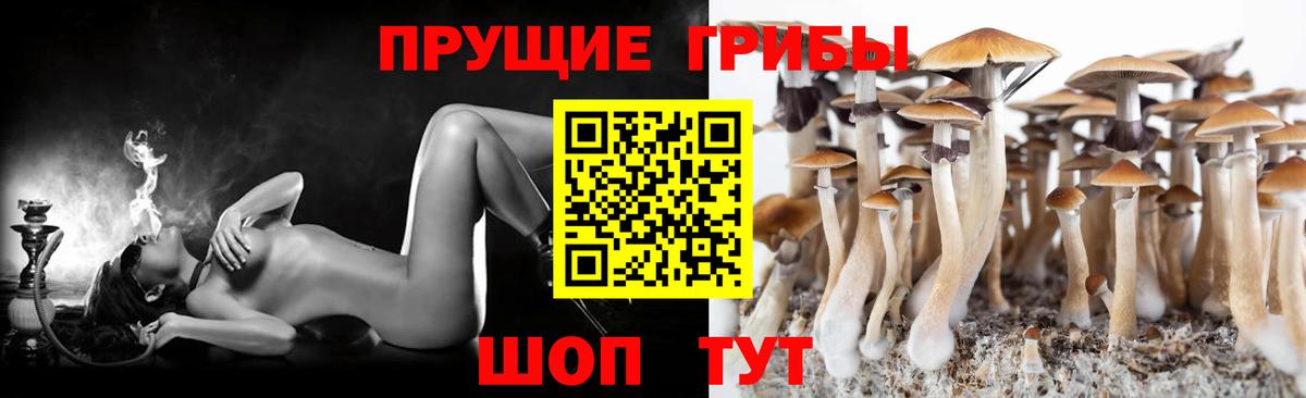 Псилоцибиновые грибы Psilocybe Сегежа